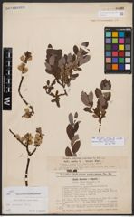 Salix bicolor subsp. basaltica (H. J. Coste) I. V. Belyaeva